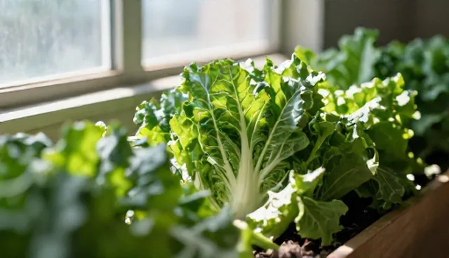 有机蔬菜种植中农机性能选择与维护建议