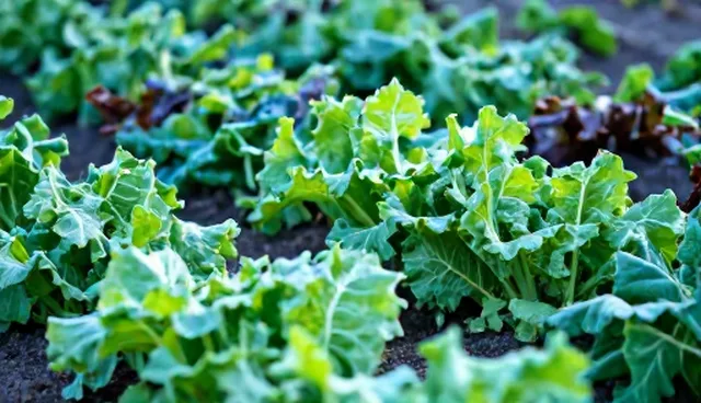 有机蔬菜种植中农机使用检查要点